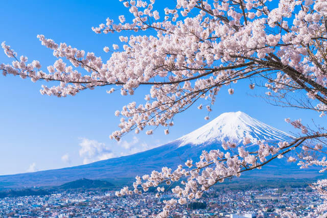 日本梅酒